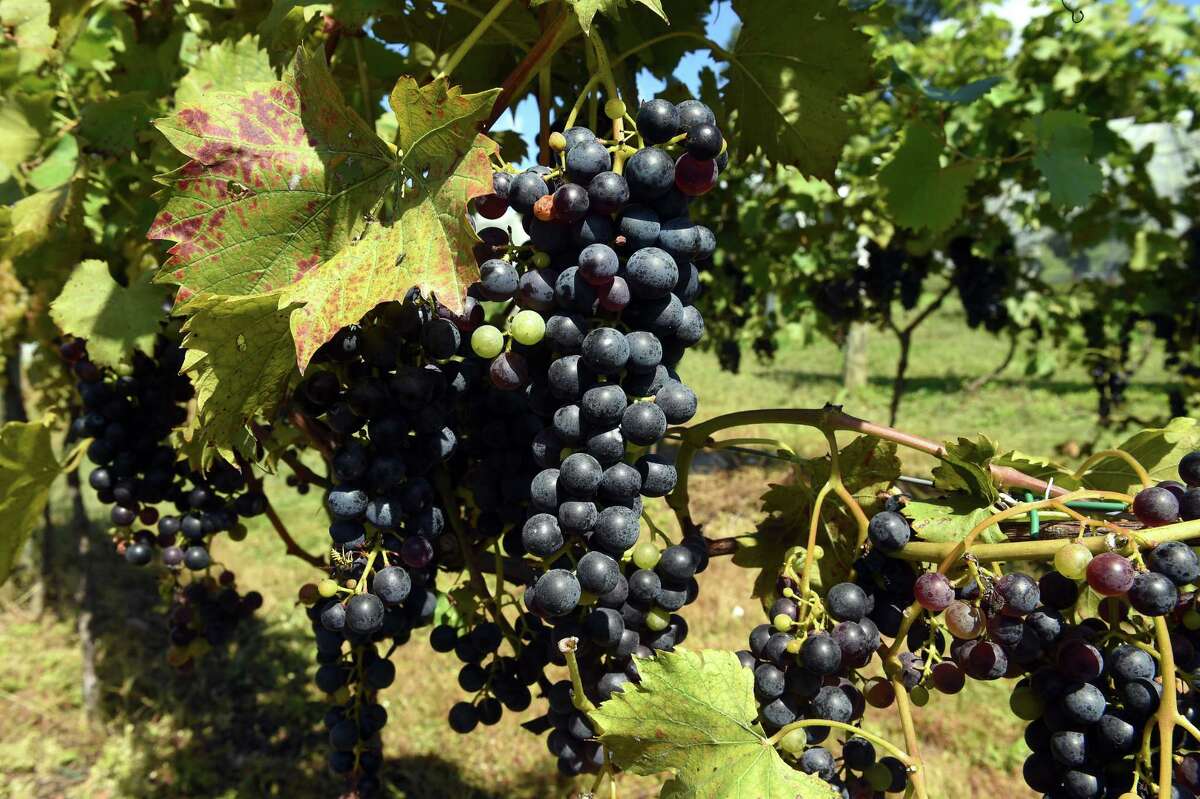 Chambourcin grapes growing at Stappa Vineyard in Orange Sep. 20, 2021.