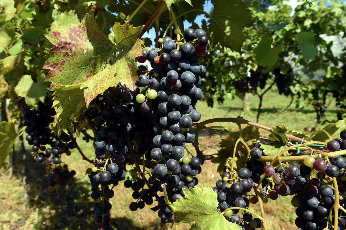 Baker Family Wines has grapes from an MLB great, wine expert