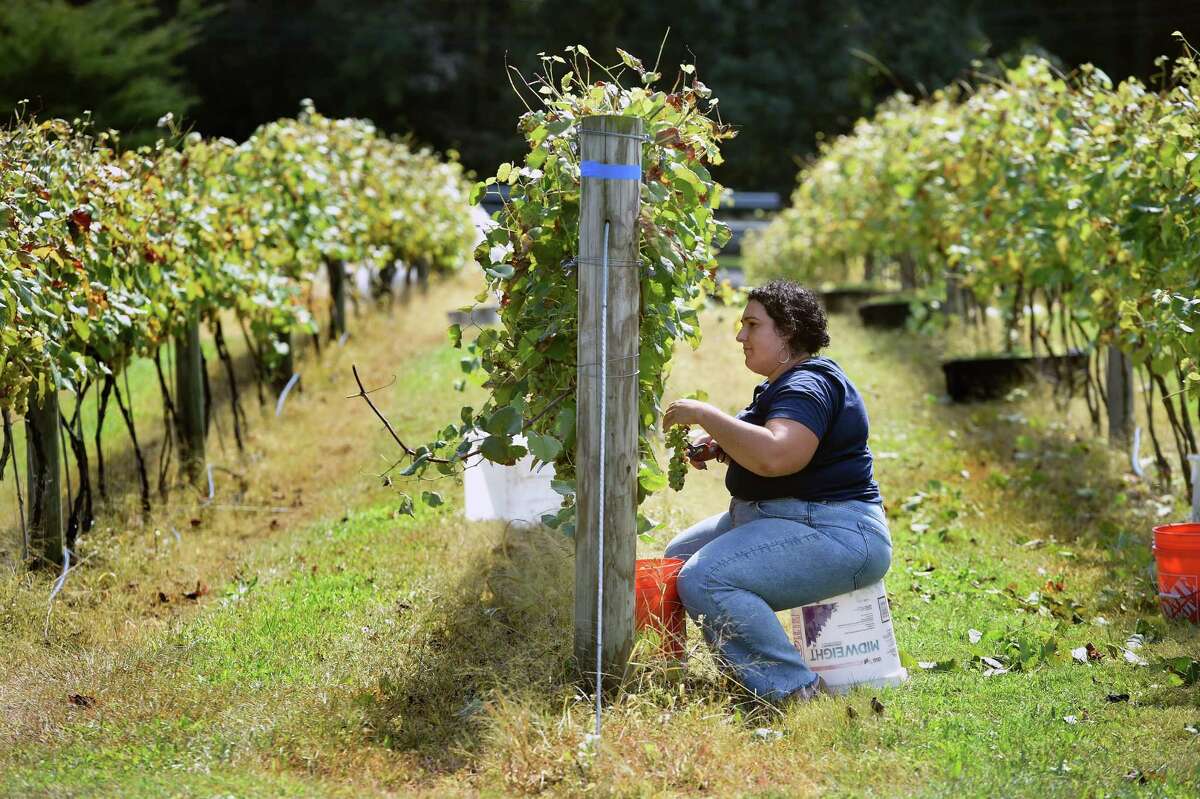 Alexa Landino Charles picks Cayuga white grapes at the Stappa Vineyard in Orange Sept. 20, 2021.