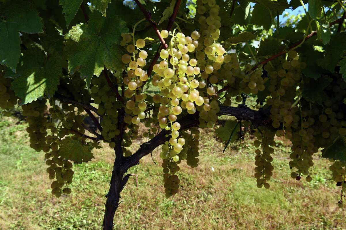 Traminette grapes growing at Stappa Vineyard in Orange Sept. 20, 2021.