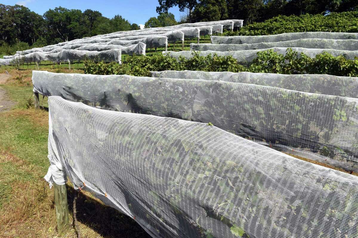 Newly opened family vineyard brings wine and ‘tremendous beauty’ to Orange