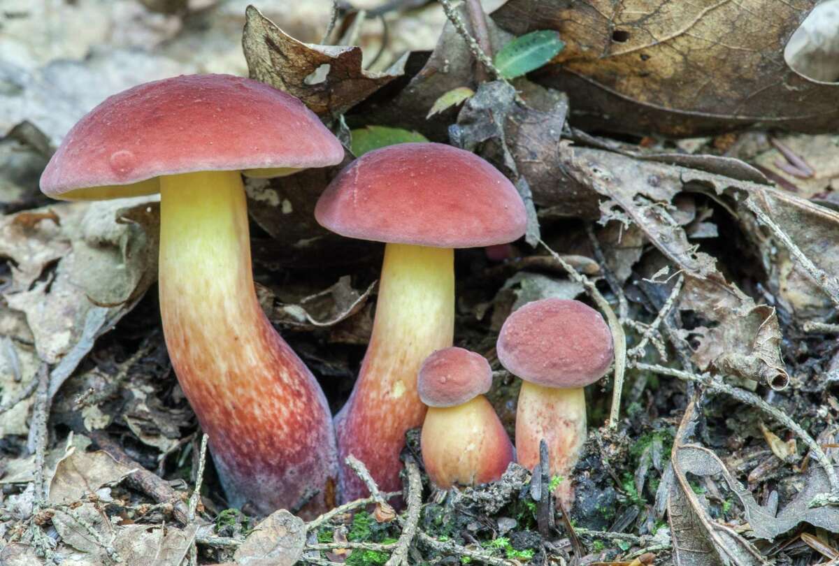 Baorangia bicolor mushrooms, found in Connecticut.
