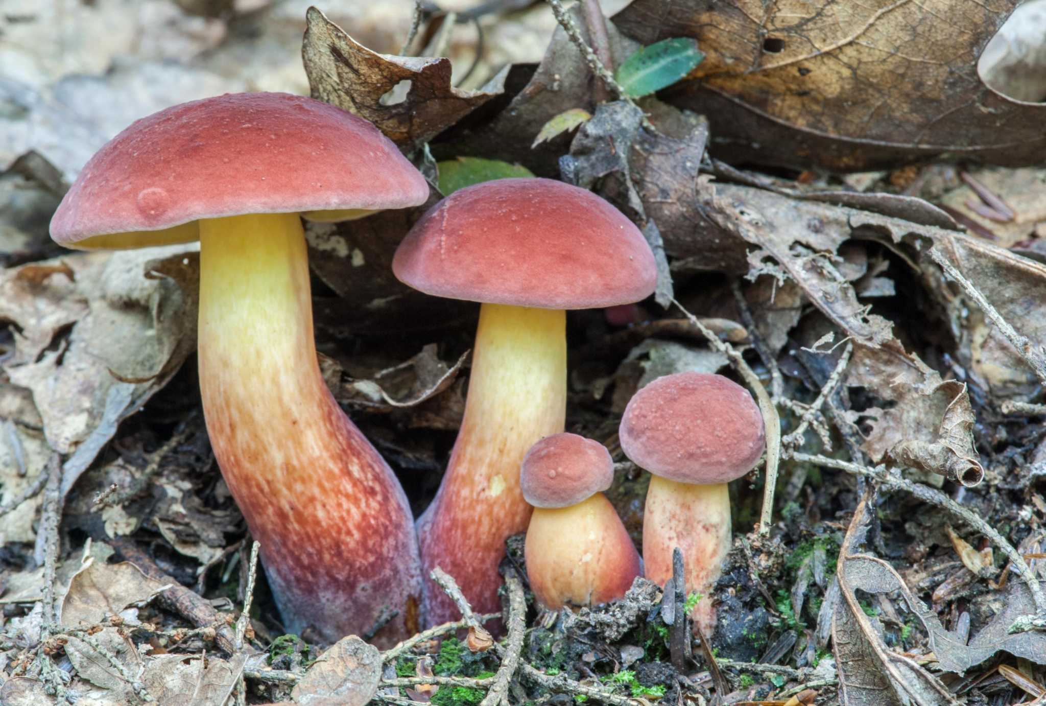 Why wild mushroom forager hobby has ‘exploded’ in CT