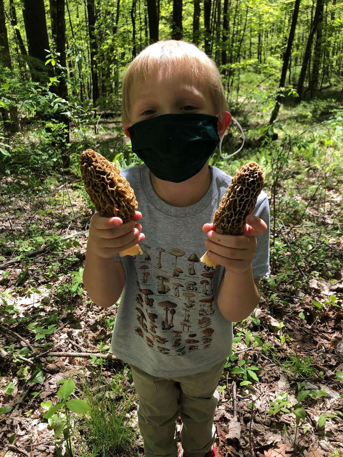 Why wild mushroom forager hobby has ‘exploded’ in CT