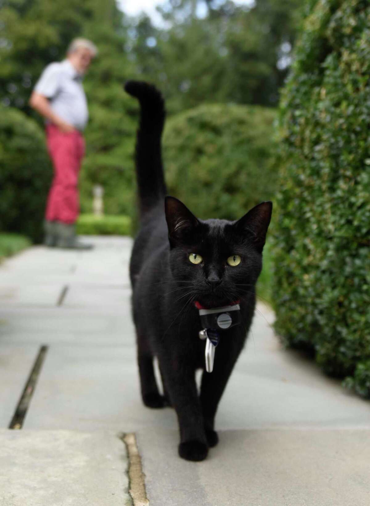 Sleepy Cat Farm A gardener’s garden blooms in Backcountry Greenwich