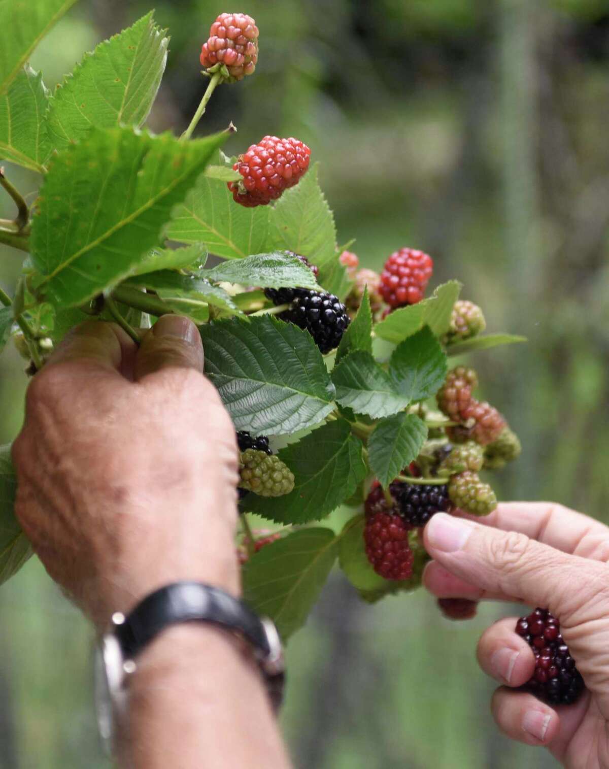 Sleepy Cat Farm A gardener’s garden blooms in Backcountry Greenwich