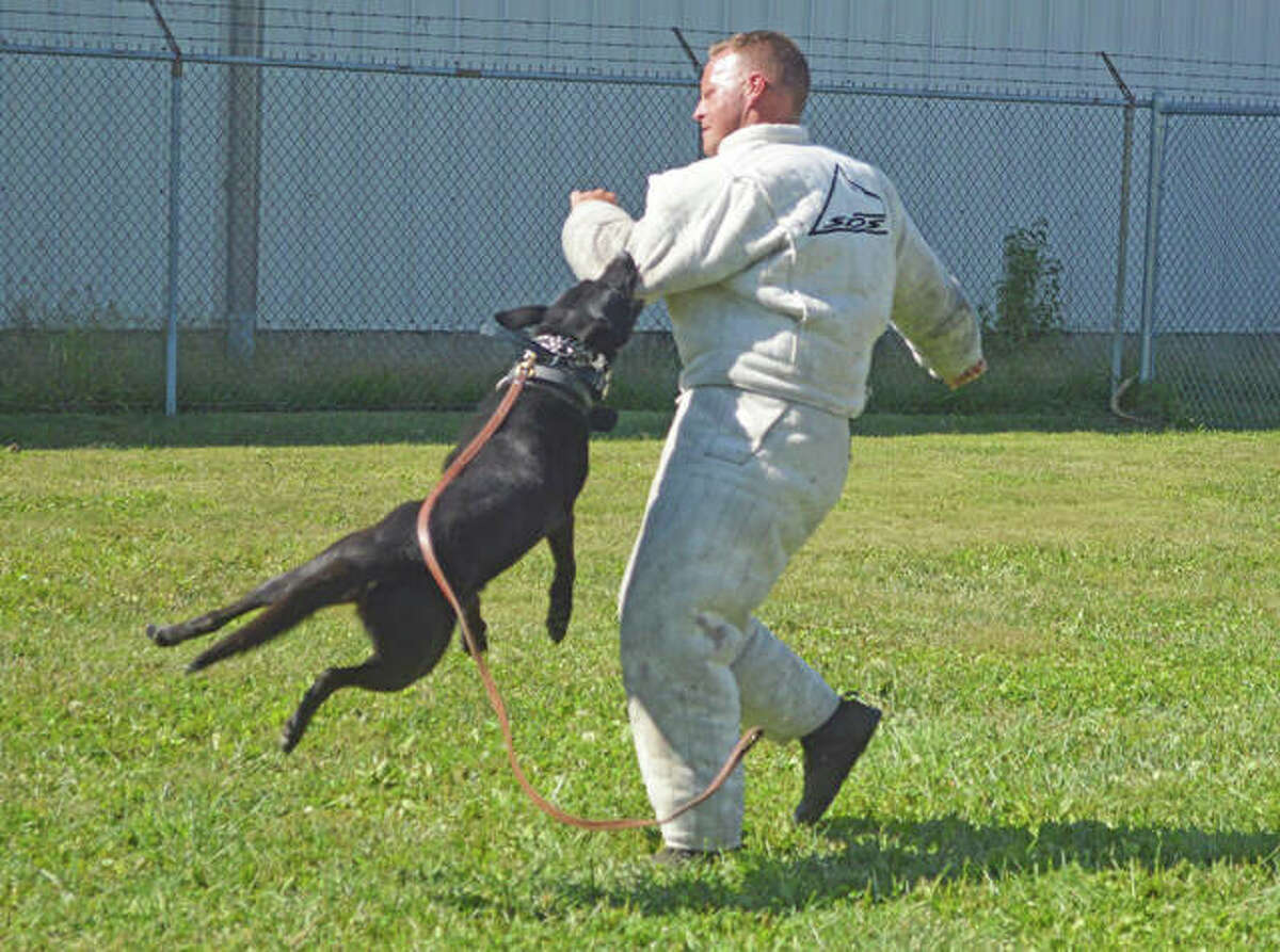 The Glen Carbon, Litchfield, Collinsville and Pontoon Beach police departments and the Madison County and Macoupin County sheriff’s departments held a K9 demonstration Sunday afternoon as part of the 65th anniversary open house at Hawthorne Animal Hospital.
