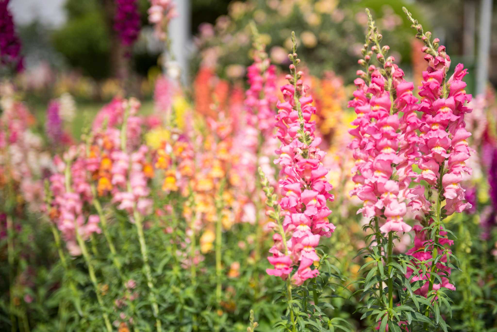 Tips for getting longer bloom periods with winter flowers in your San Antonio garden - Vimarsana News
