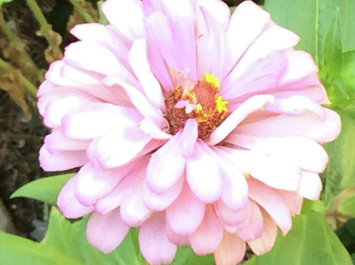 Zinnias will continue to bloom until Thanksgiving if the weather holds.