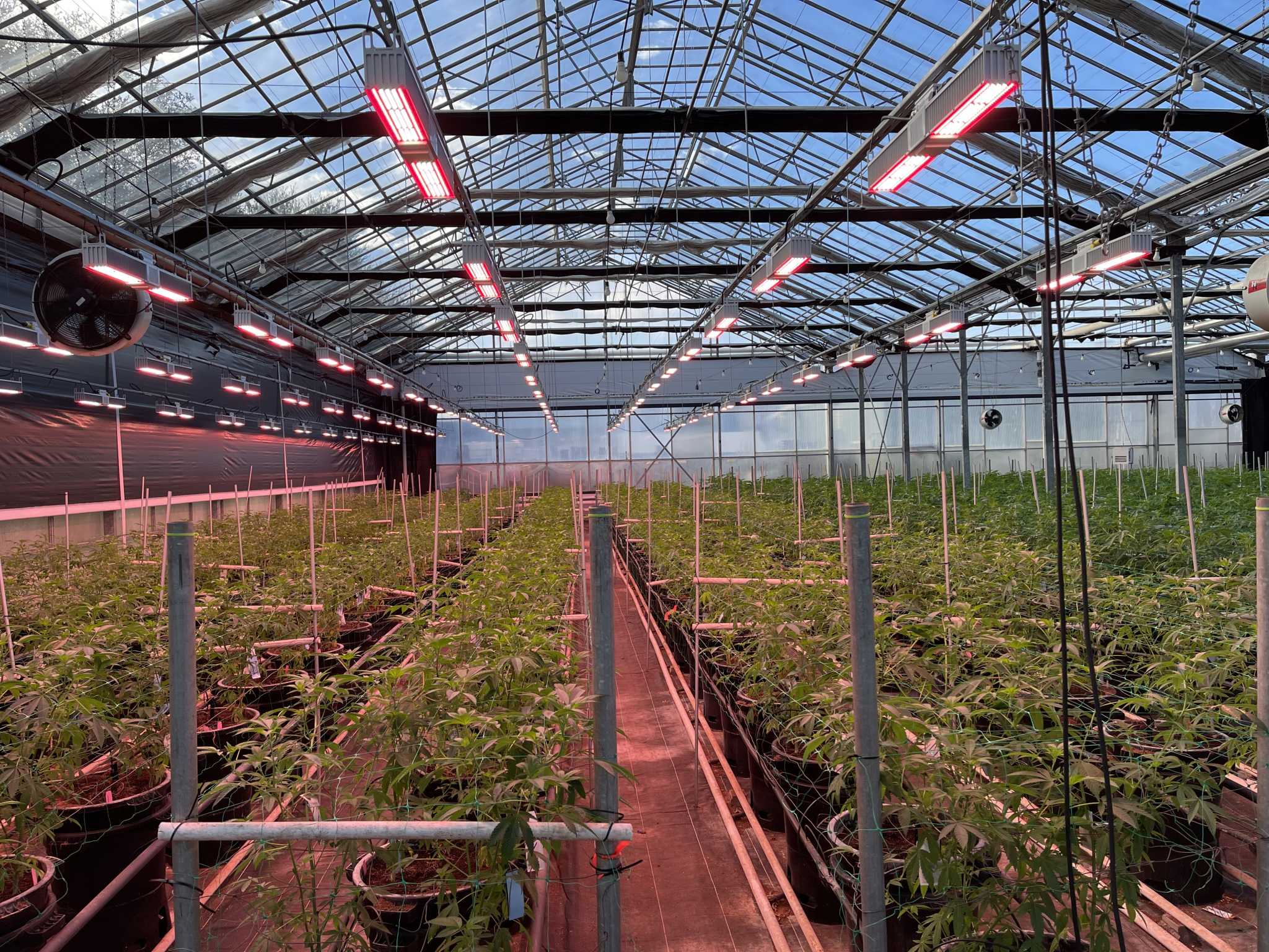 Can my employer test me? A look at legal cannabis in CT - Vimarsana News