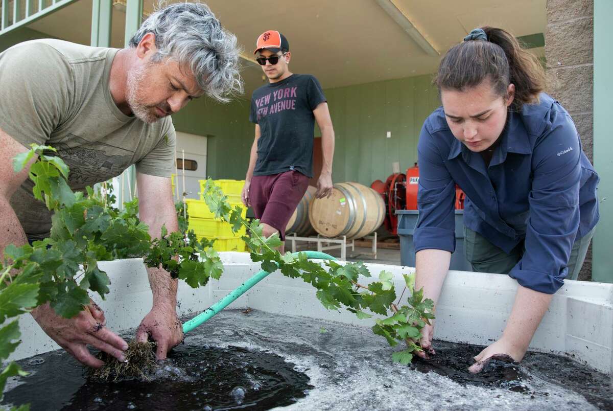 (From left) Justin Tanner, Dimitrios Mainos and Lauren Marigliano work at UC Davis’ Oakville vineyard.