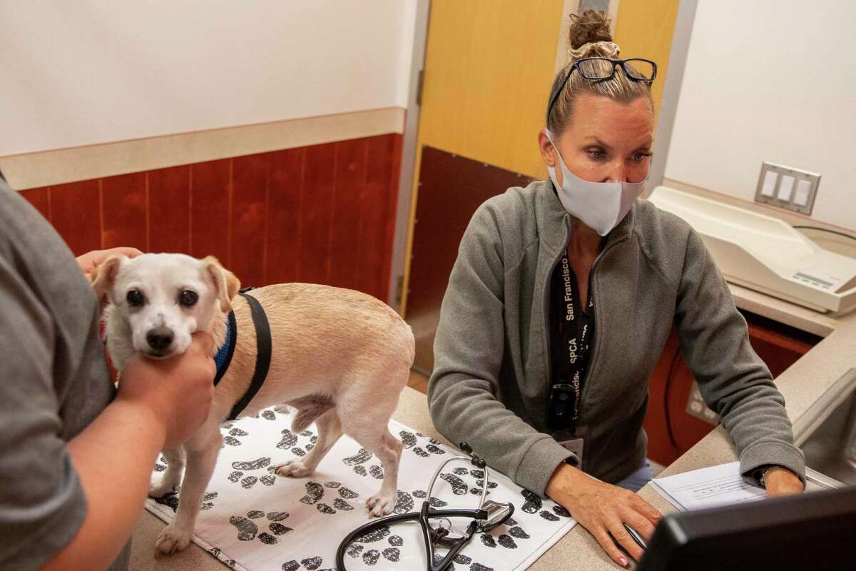 Jim Cortez (left) gets his dog Beau checked on by Dr. Stefanie Thielemann at the SPCA Veterinary Hospital, Wednesday, Sept. 22, 2021, in San Francisco, Calif. Cortez waited hours to be seen. A severe shortage of veterinarians and nurses and a high demand for their services has created challenges for the industry in the Bay Area.