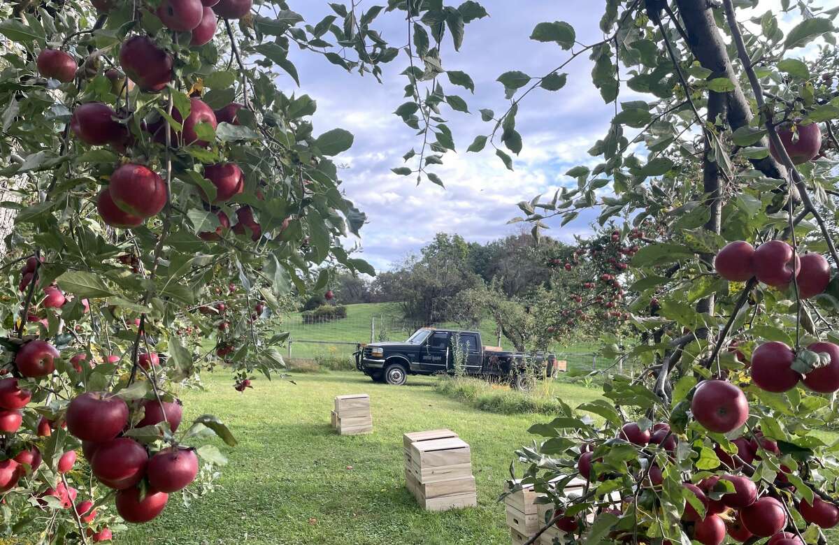 Kimberly Kae’s cidery, Metal House Cider, is based in Esopus, home of the Hudson Valley’s first commercial apple orchard in 1838. “Apples are our grapes,” says Kae. “Cider is our ‘wine.’ We’re trying to make something that really is terroir driven.”