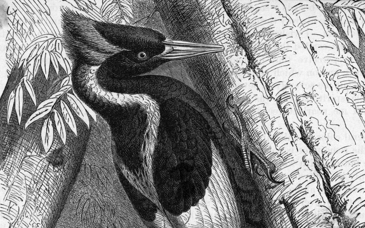 Ivory-billed woodpecker (Campephilus Principalis). Undated woodcut.