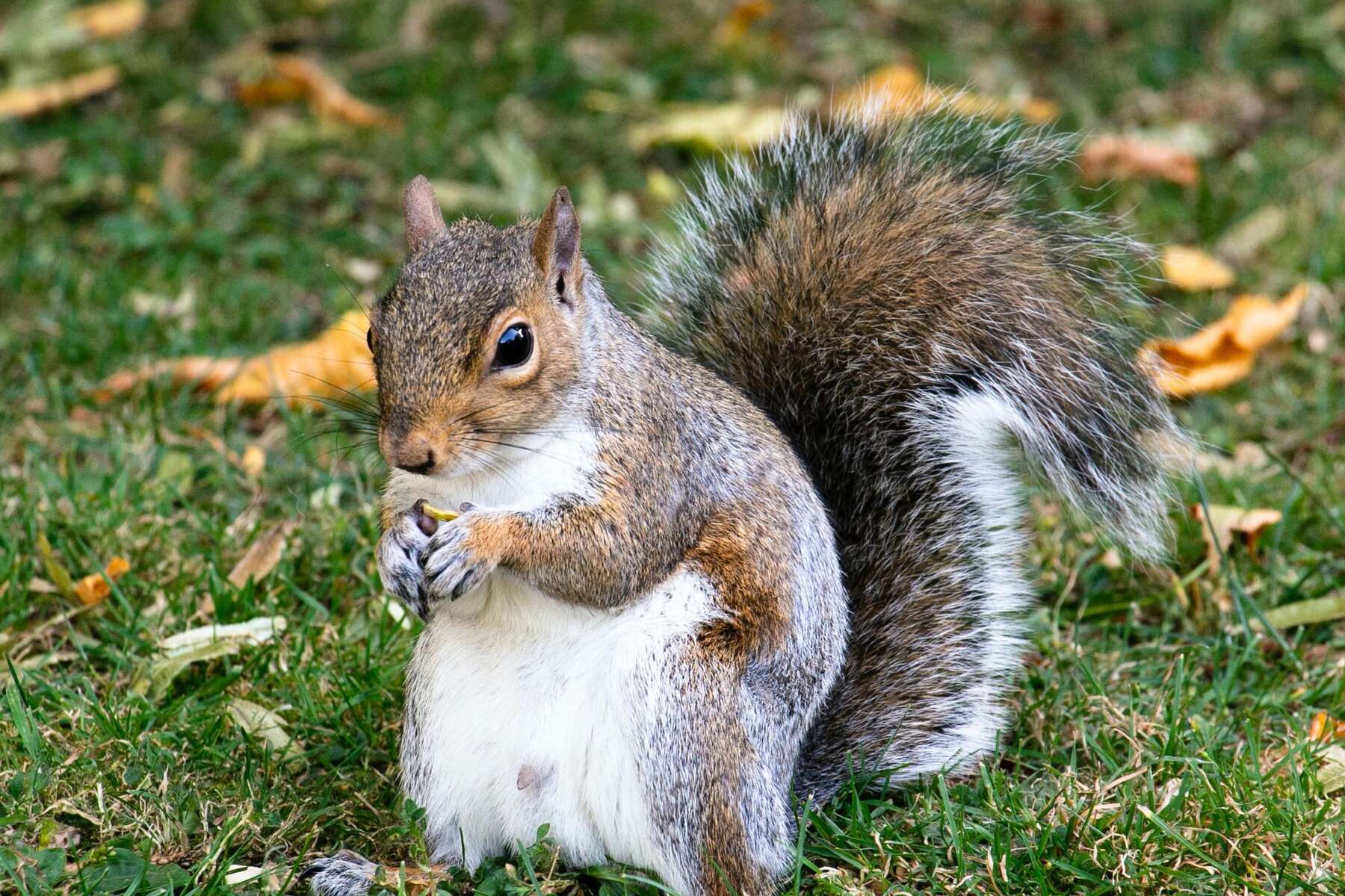 Squirrels And People Have Similar Personalities