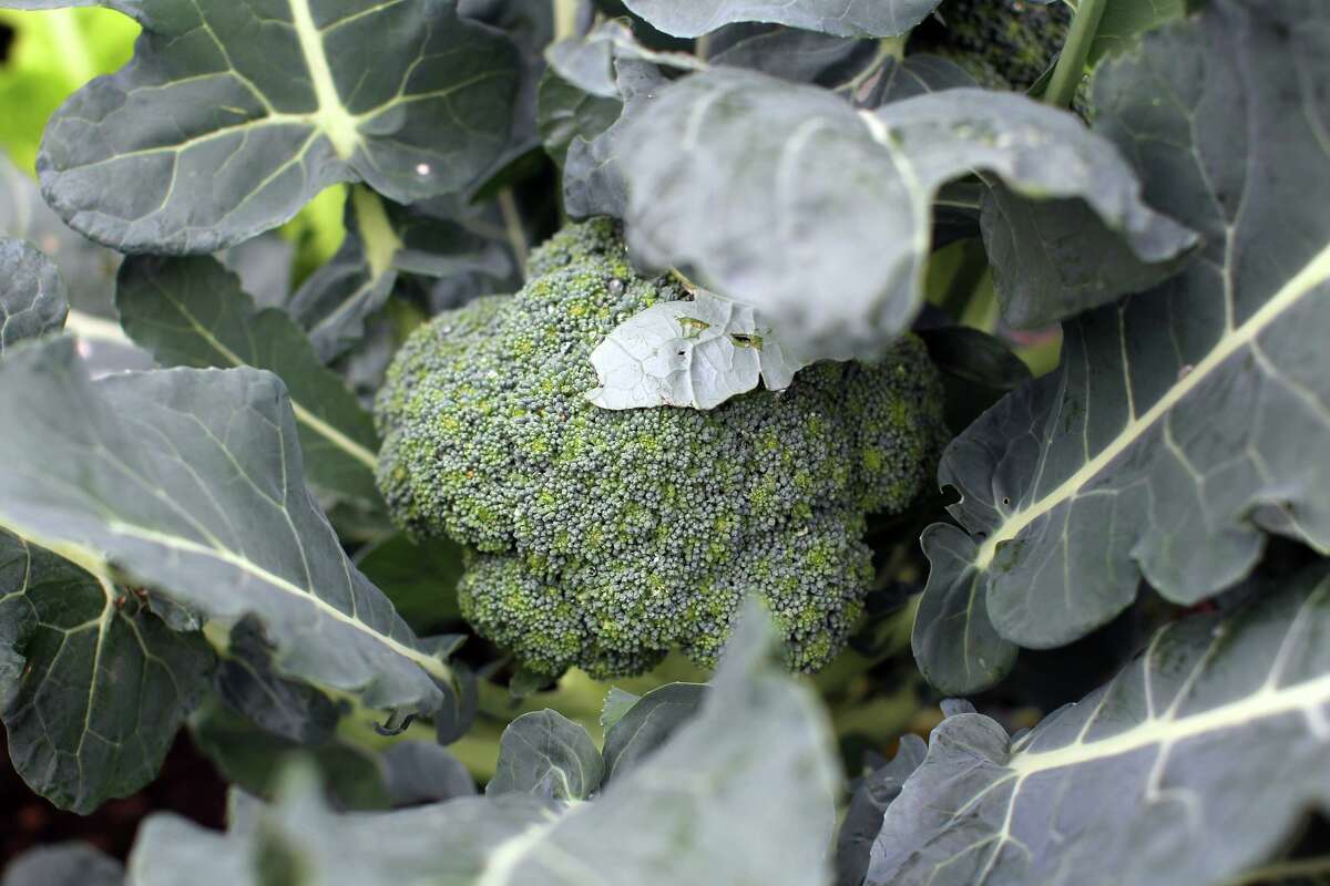 Broccoli grows in a winter garden. 