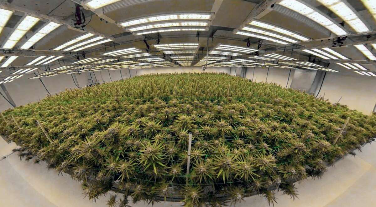 Marijuana grow facility prepping for harvest season