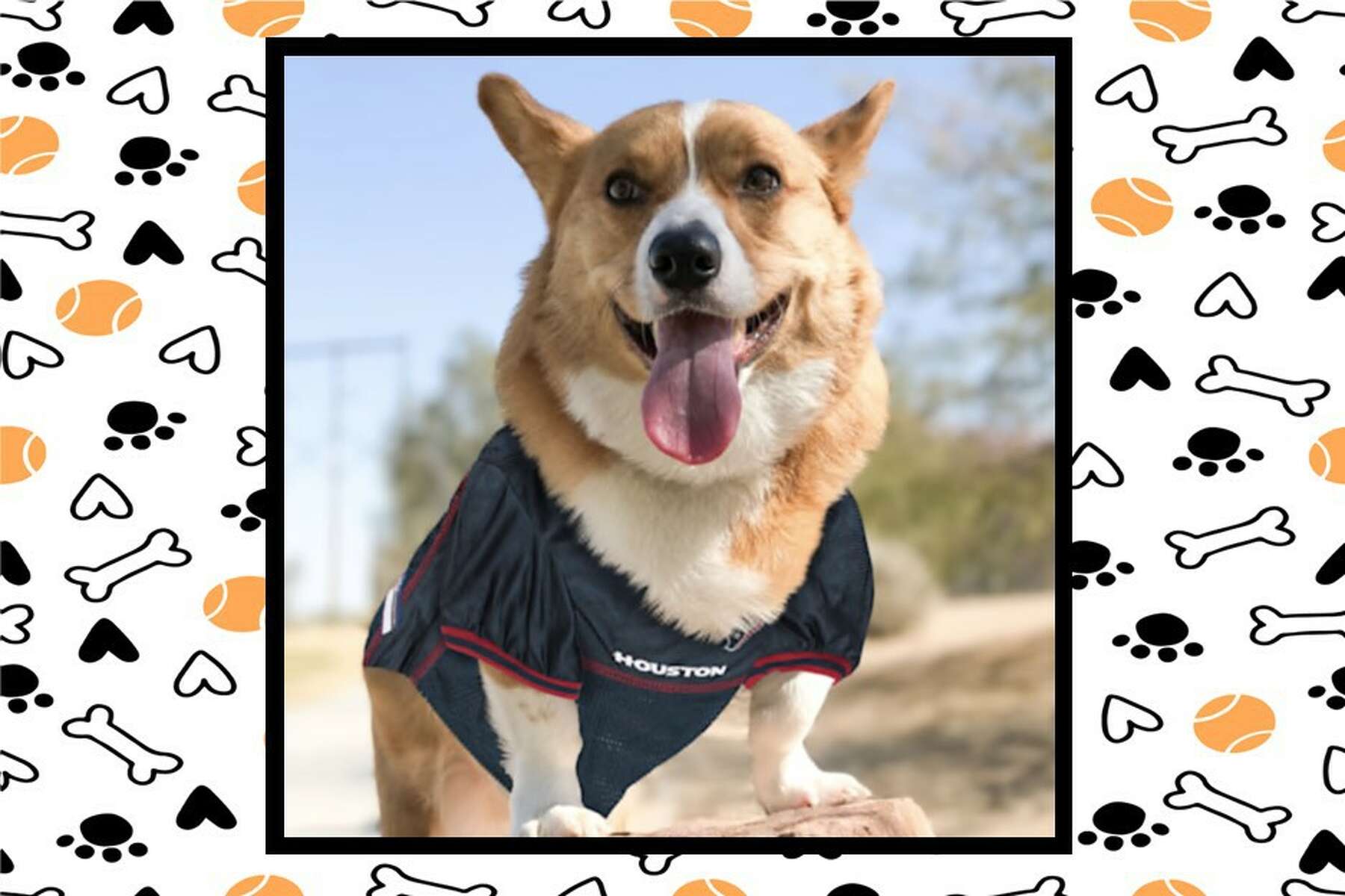 Pets First Houston Astros Reversible Medium Dog Collar | Petco