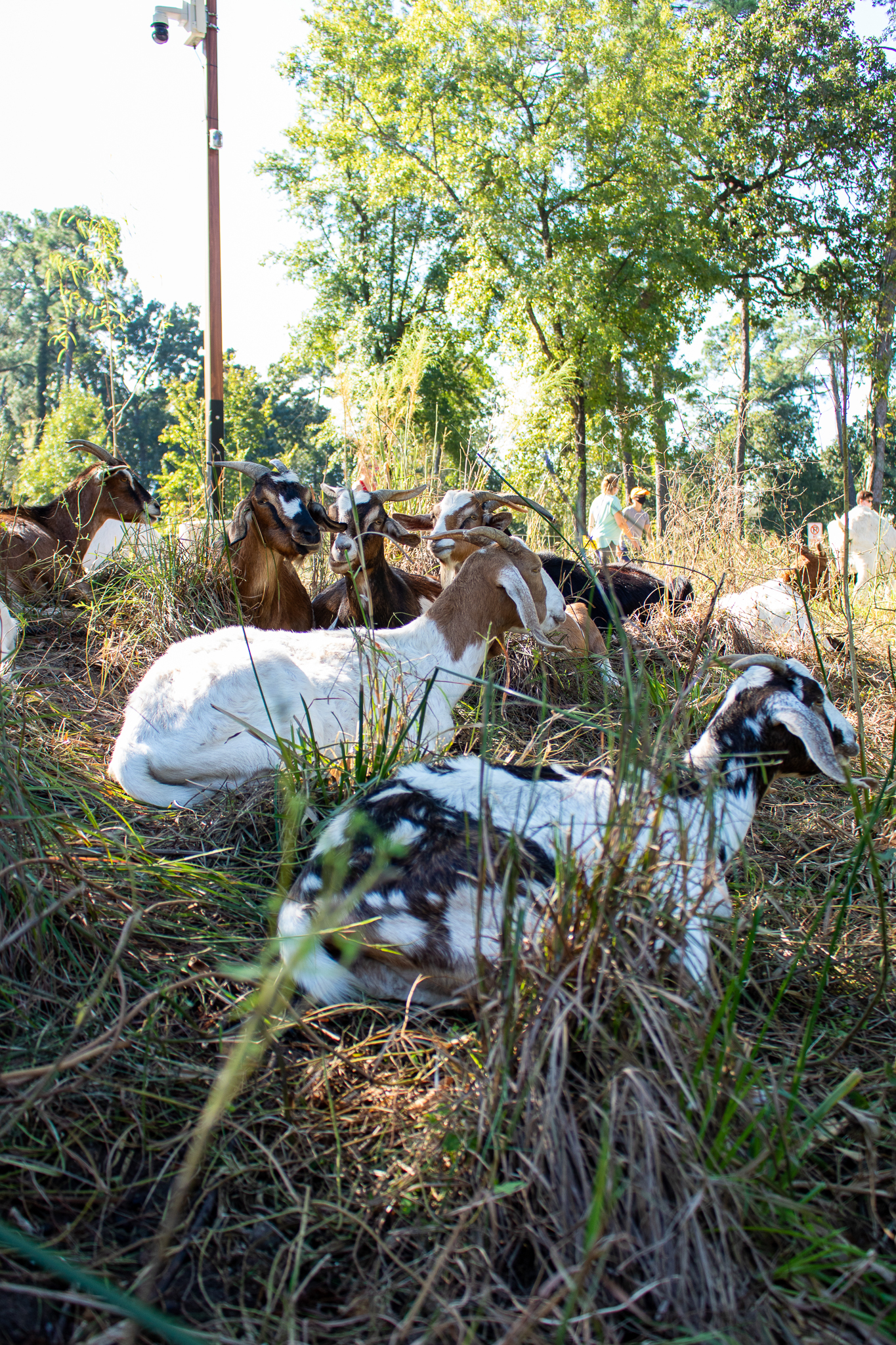 Texas Ranch Goats Rent this travelling herd of hungry Texas goats for all your ...