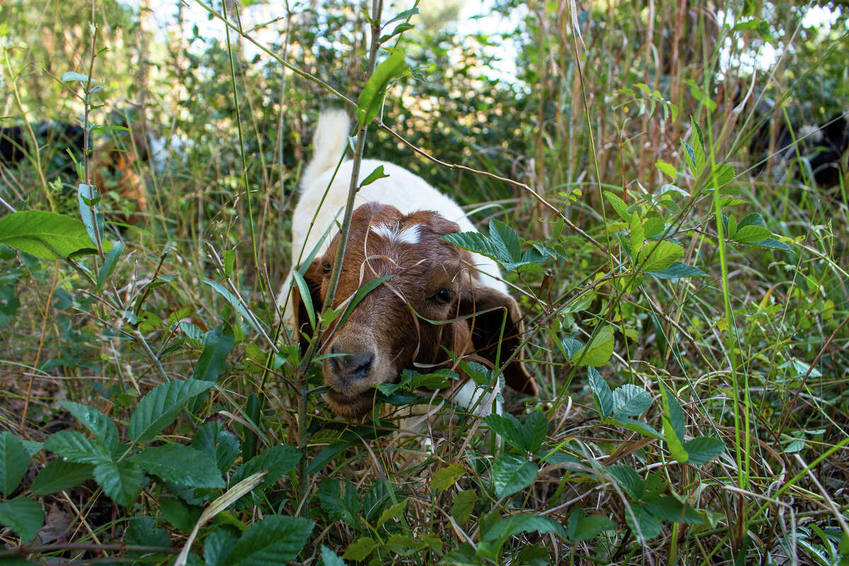 One of the Carr's grazing goats.