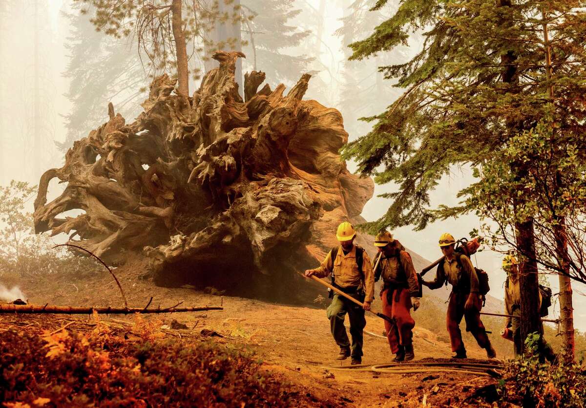 Firefighters battle the Windy Fire as it burns in the Trail of 100 Giants grove in Giant Sequoia National Monument on Sunday.