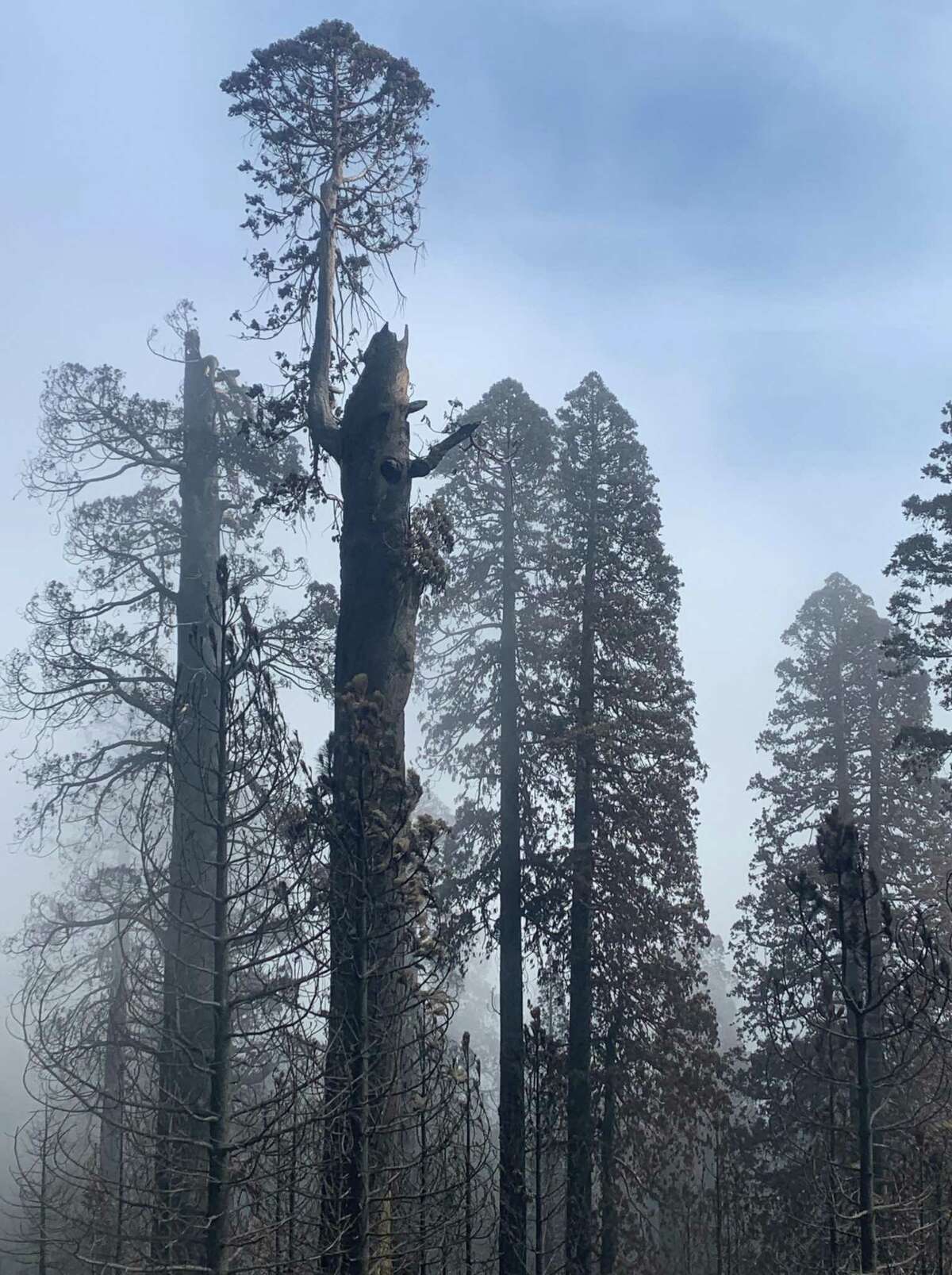Burned trees in the Long Meadow Grove in  Sequoia National Monument.