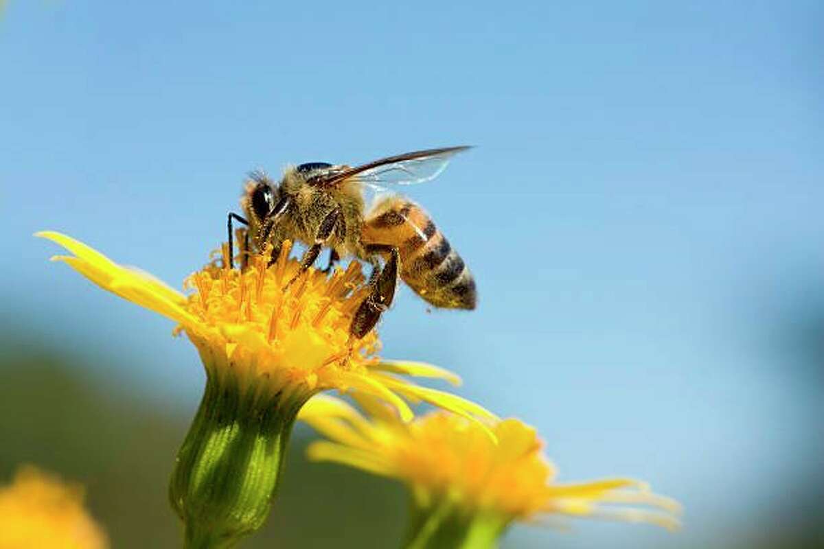 Honeybees are attracted to yellow flower with heavy pollen. (Photo courtesy of Getty images)