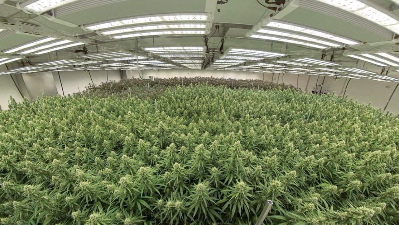 Evart marijuana grow facility ready for harvest season