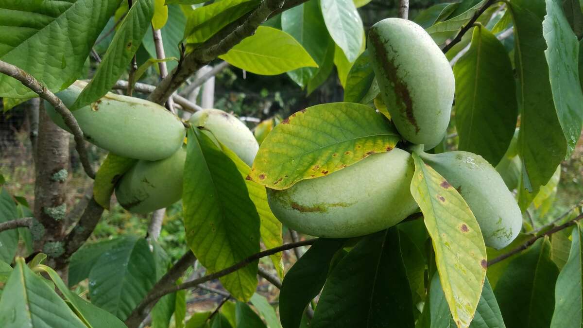 Pawpaws growing on trees at Haven Hill Farm in Greenwich, Washington County. They will be available for a few weeks in October at the farm's booth at the Troy Waterfront Farmers Market.