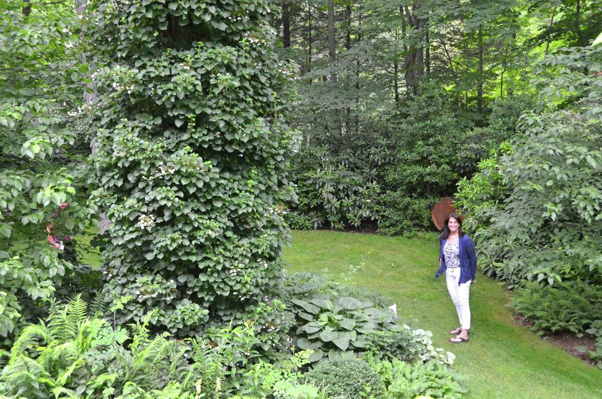 Nancy Bemis checks out the Shagbark Hickory tree which is covered in Climbing Hydrangea in the yard of the Huckleberry Hill Road house on the Secret Garden tour in New Canaan, Connecticut on June 8, 2012.