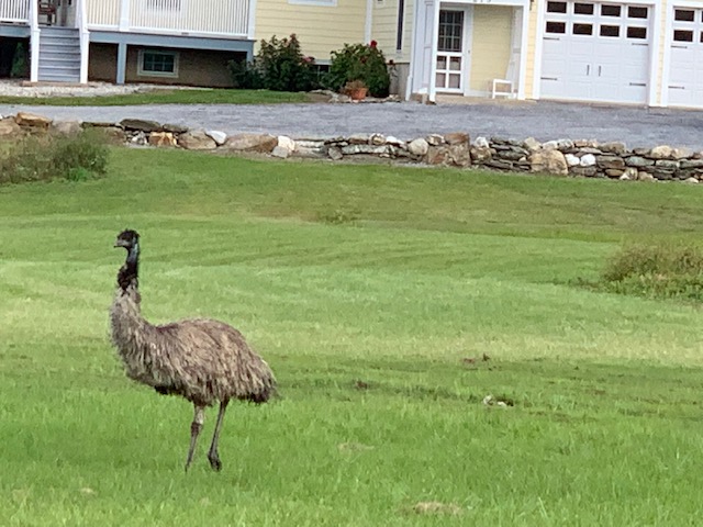An emu is on the loose in Dutchess County - Vimarsana News