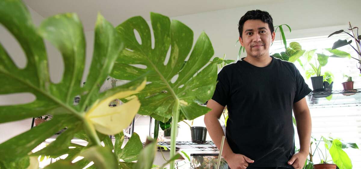 Rare and in-demand houseplants are part of Juan Zavala’s collection . Some of his plants can have a value of nearly $4,000.