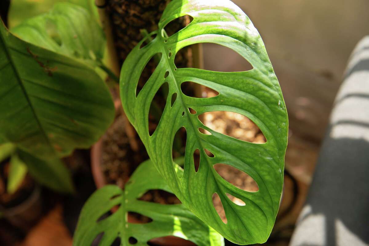 This is a rare Monstera obliqua Peru, commonly known as the Swiss cheese plant, is part of Juan Zavala’s collection.