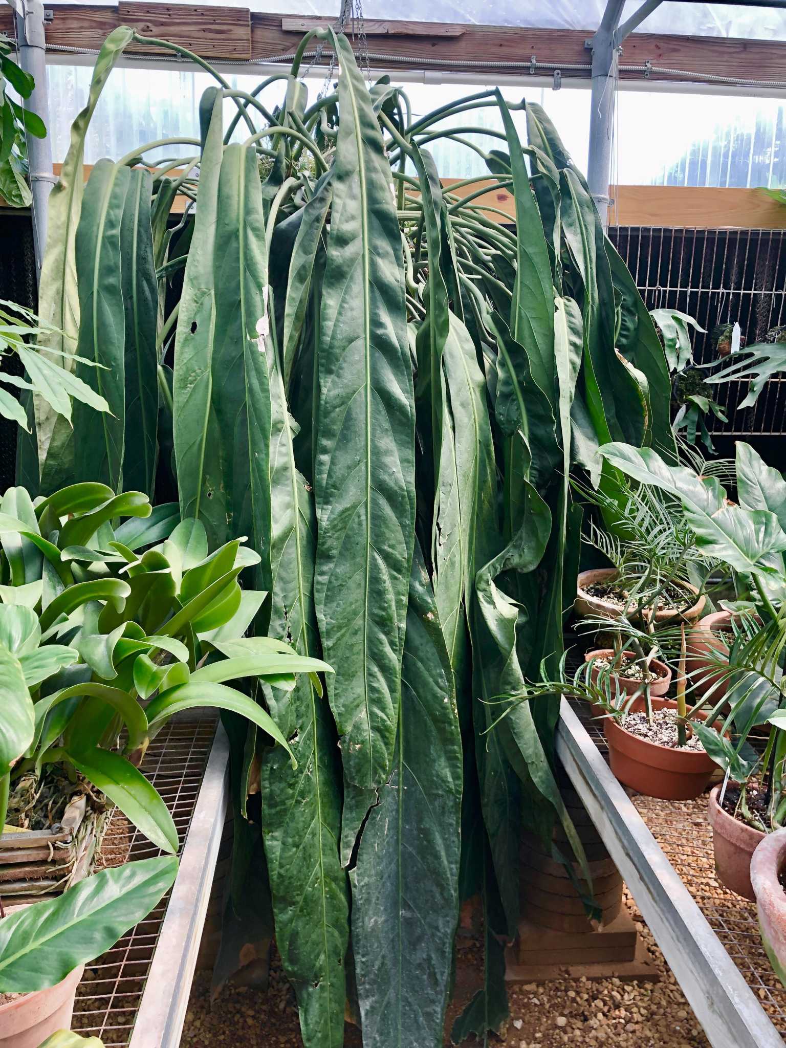 bogenhanf balkon Große Sansevieria kaufen – Green Me Up main image 1