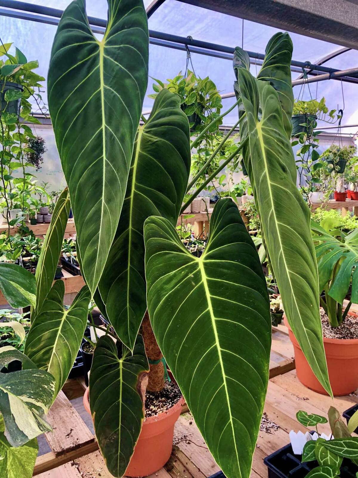 Philodendron melanochrysum at the Wild Roots Nursery.  It is known for its deep green pointed leaves speckled with gold.