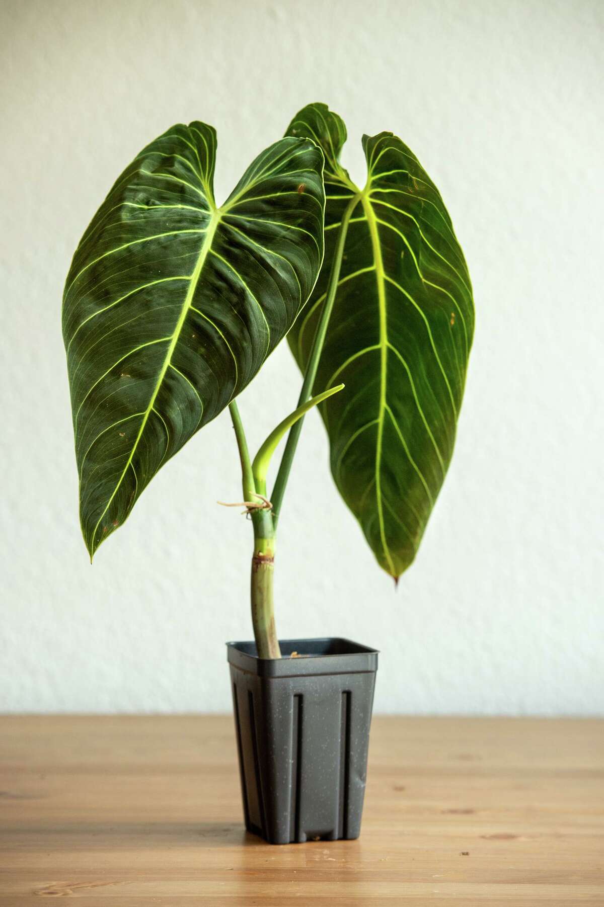 This is a Philodendron Melanochrysum is also known as the Black Golden Philodendron.