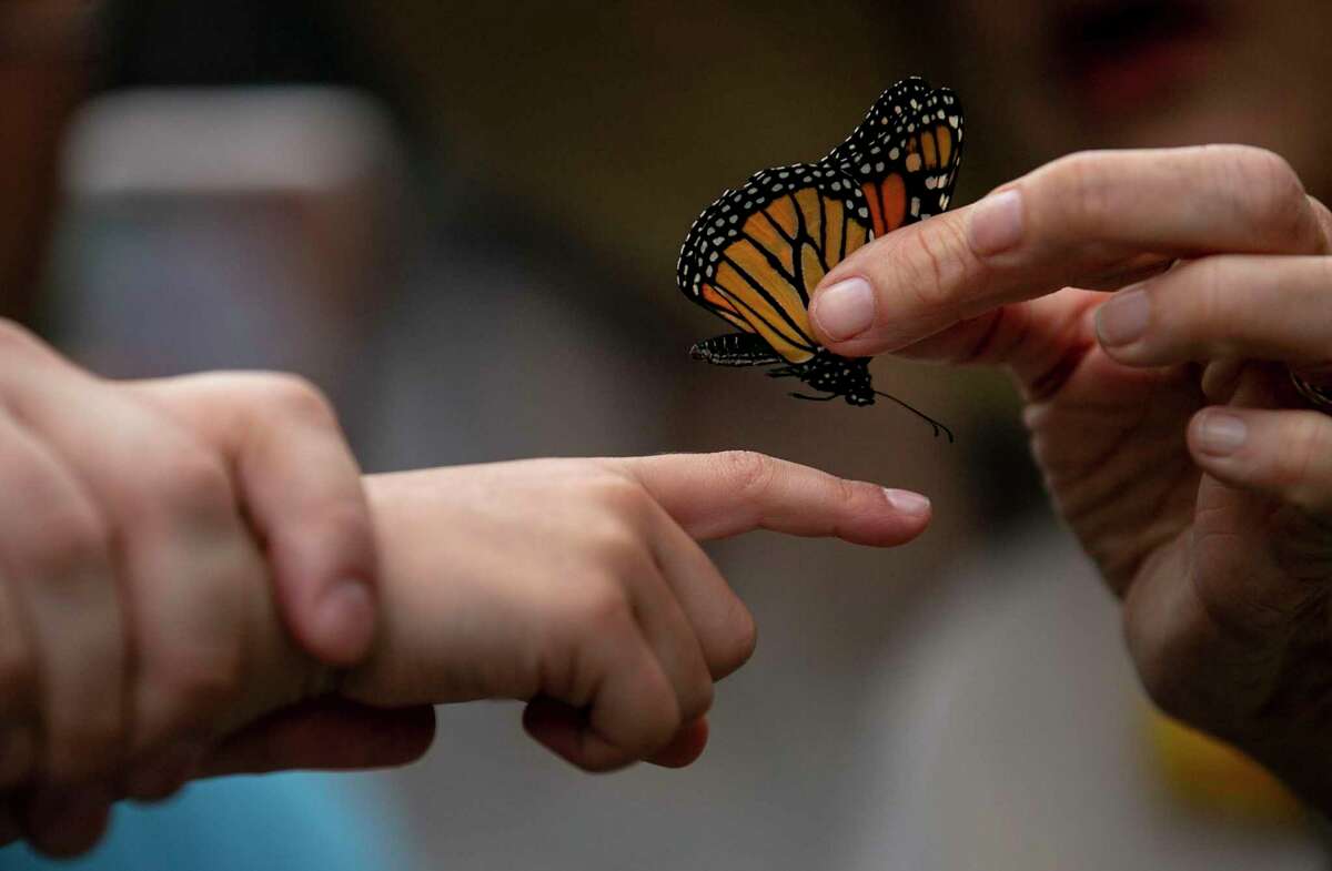 The sixth annual Monarch Butterfly and Pollinator Festival will feature events throughout October, starting Saturday, with the signature event on Oct. 16 and Confluence Park.