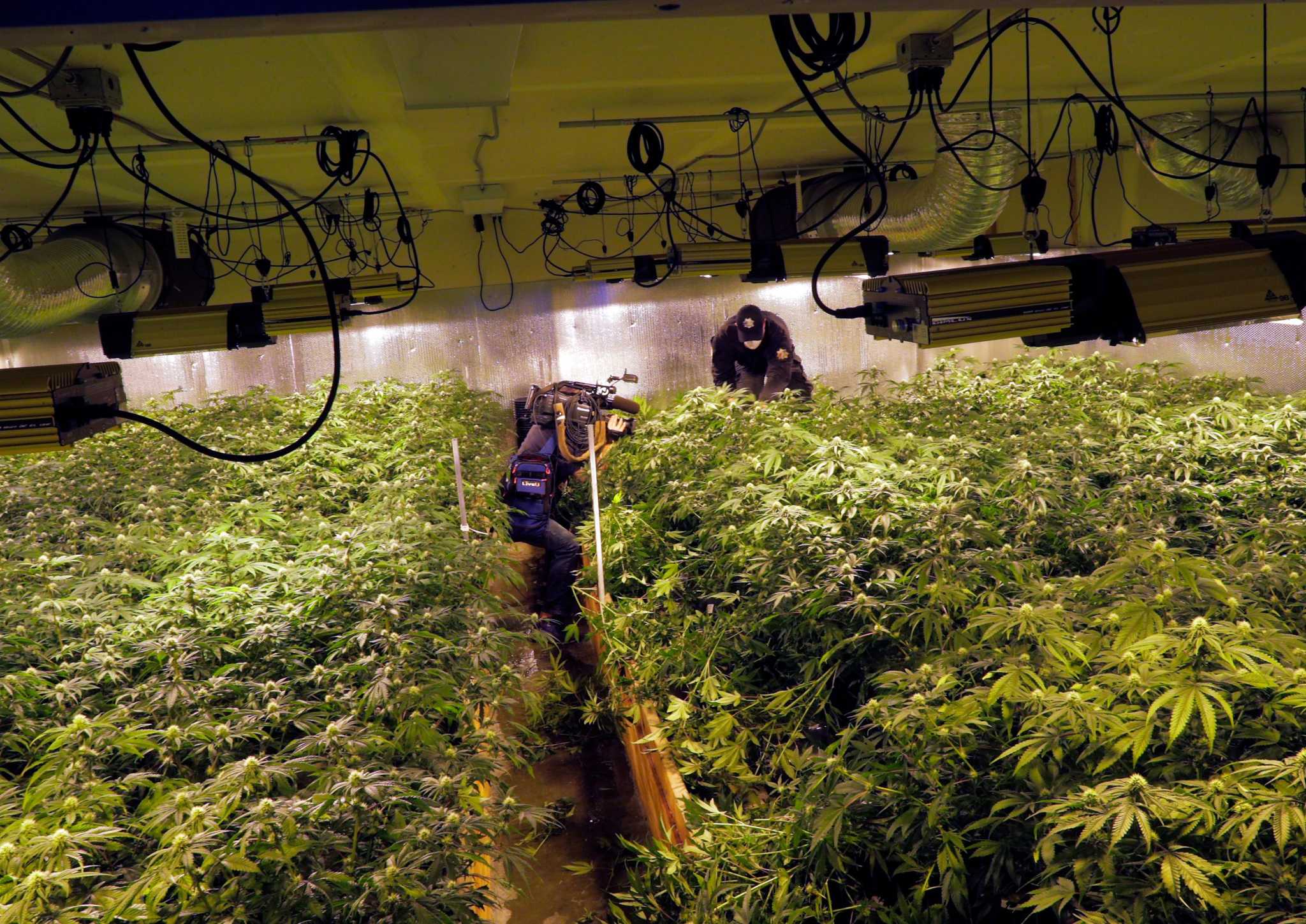 Inside the Bay Area's biggest-ever marijuana bust: Gym bags stuffed with cash, 40 Rolexes and $1,000 bottles of wine - Vimarsana News