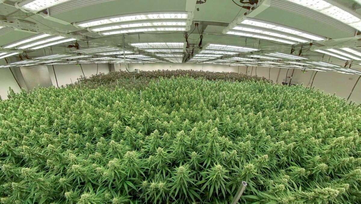 Lume Cannabis Company in Evart has received approval from city council for renewal of its provisioning, processing and grow licenses. (Photo courtesy of Lume Cannabis Co.)