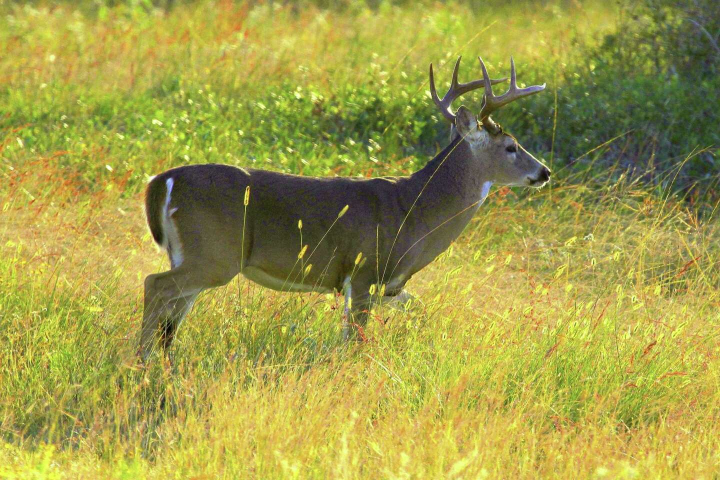 Texas expert says signs point to strong whitetail season this fall