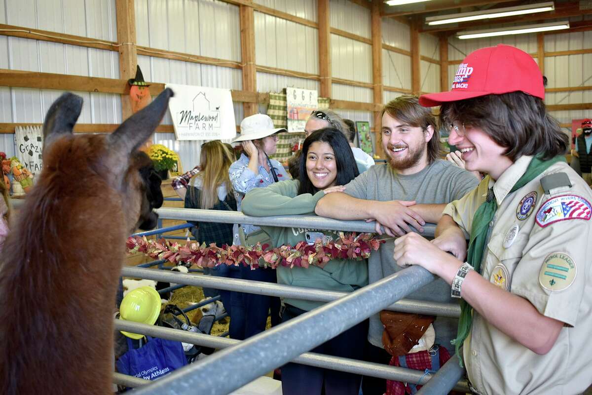 Visitors enjoy Joni Daud’s llamas at the 164th Harwinton Fair in 2021. The fair returns to the Locust Road fairgrounds in Harwinton on Friday, Sept. 30 and continues until Sunday, Oct. 2. 