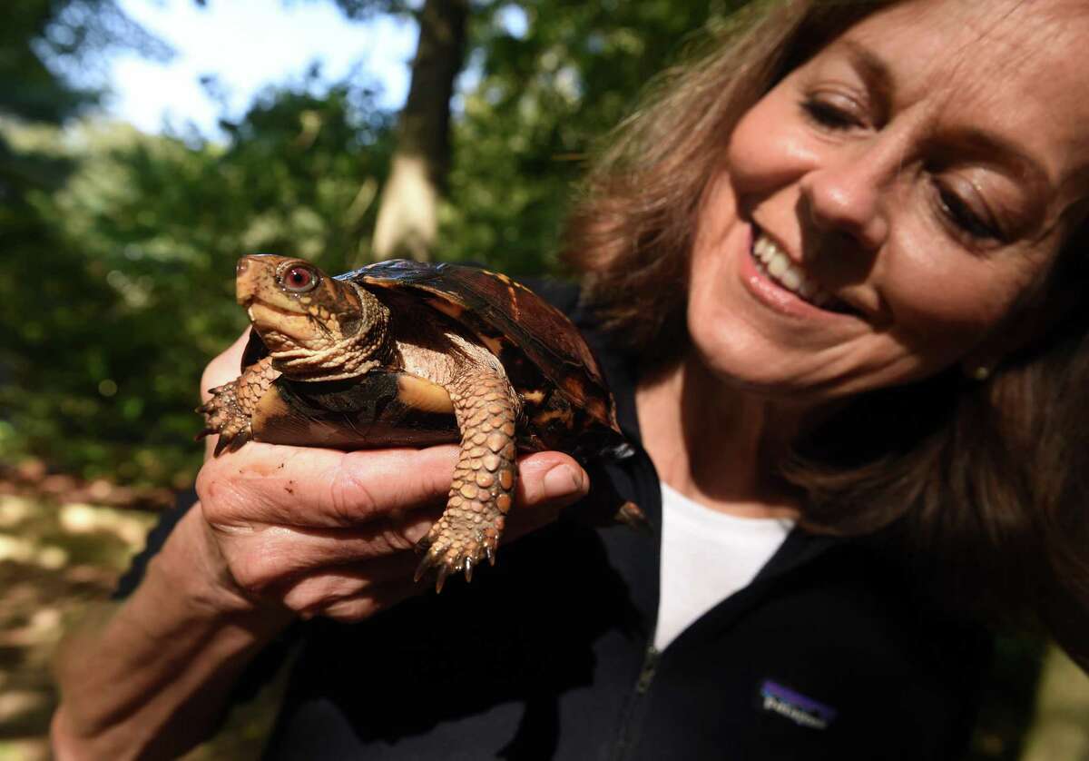 Turtle rehabilitator Pam Meier holds a female eastern box turtle in Madison on Sept. 27, 2021.