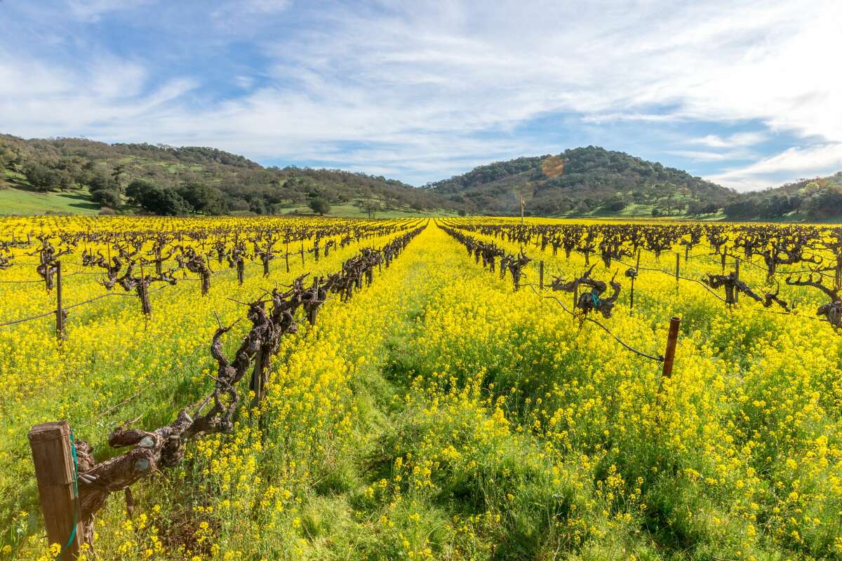 Napa Valley vineyard covered in mustard plant. 