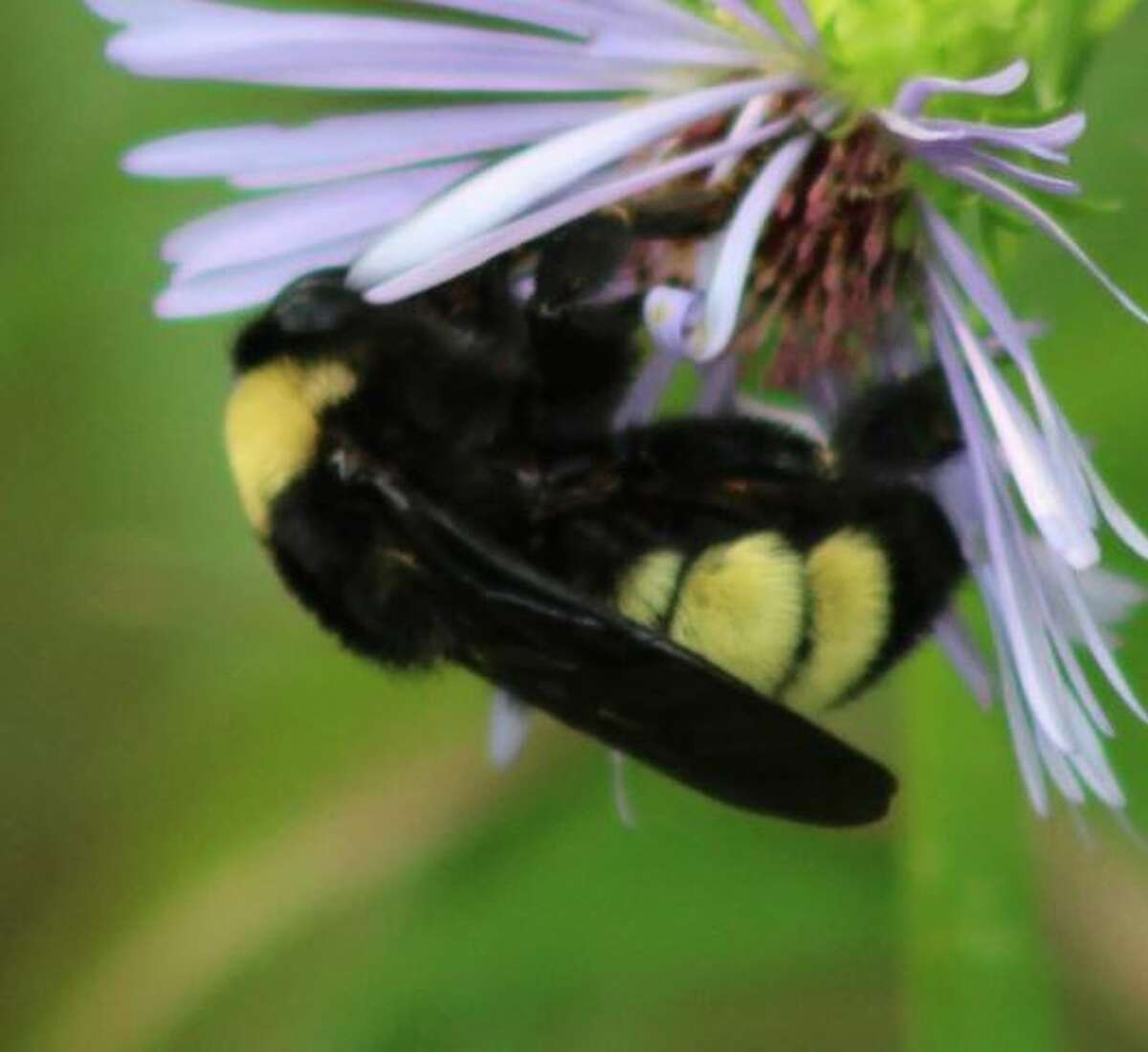 The American bumble bee will be considered for the Endangered Species list but it will likely take several years.