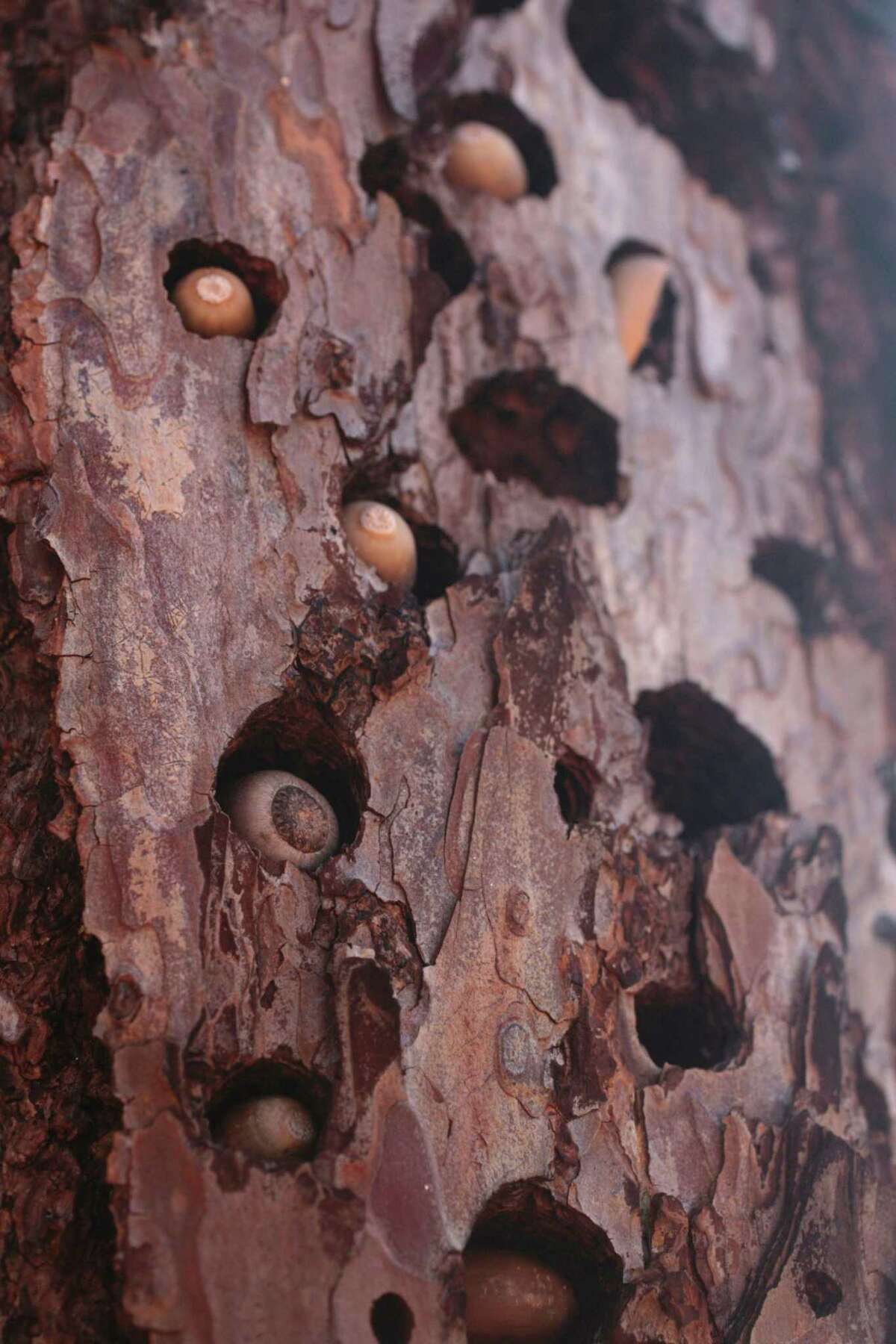 Acorns in a tree trunk in an area of Foss Valley that burned in last year’s Glass Fire.