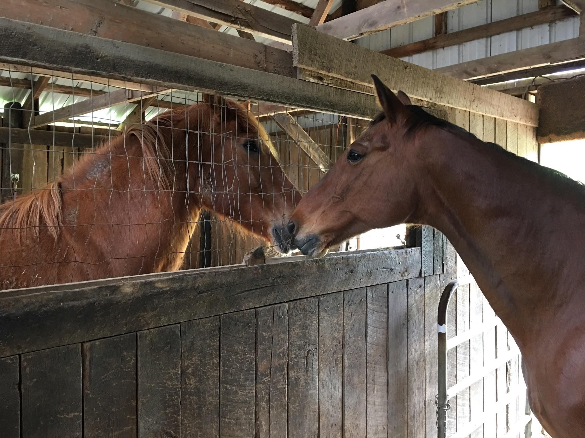 Tribute to a four-legged officer: 'Such a good horse' - Vimarsana News