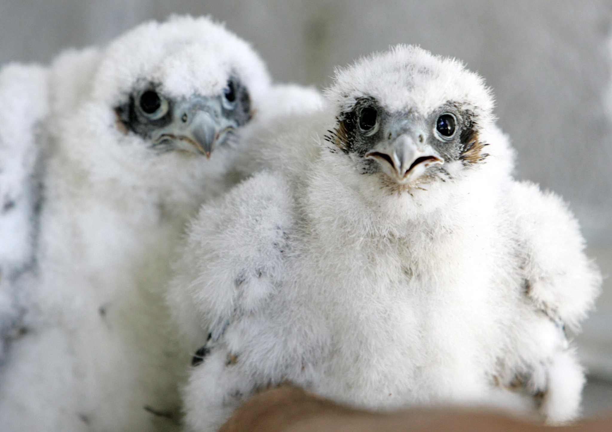 PG&E peregrine falcon cam on S.F. high-rise will soon go dark - Vimarsana News