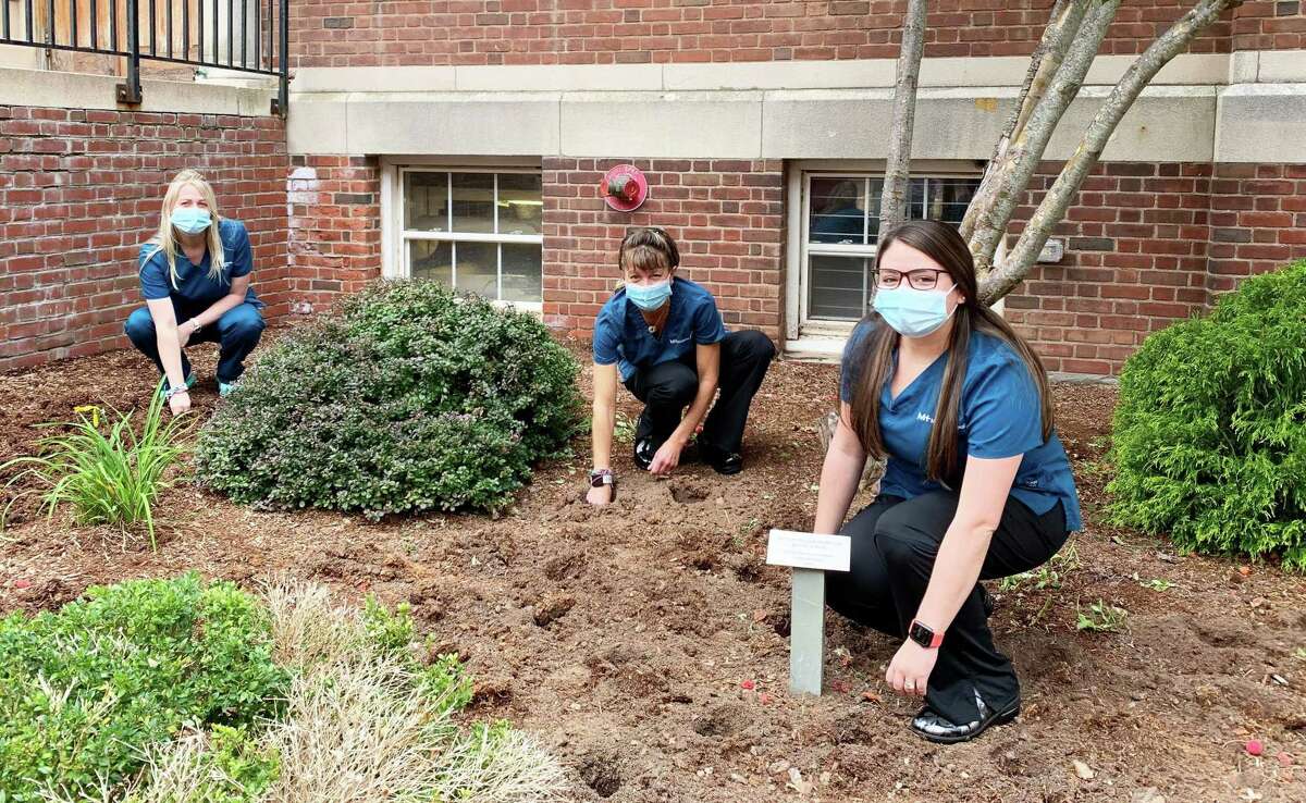 Middlesex Health employees planted about 300 daffodil bulbs in front of the health system’s Bengtson-Wood Building in Middletown Sept. 30.