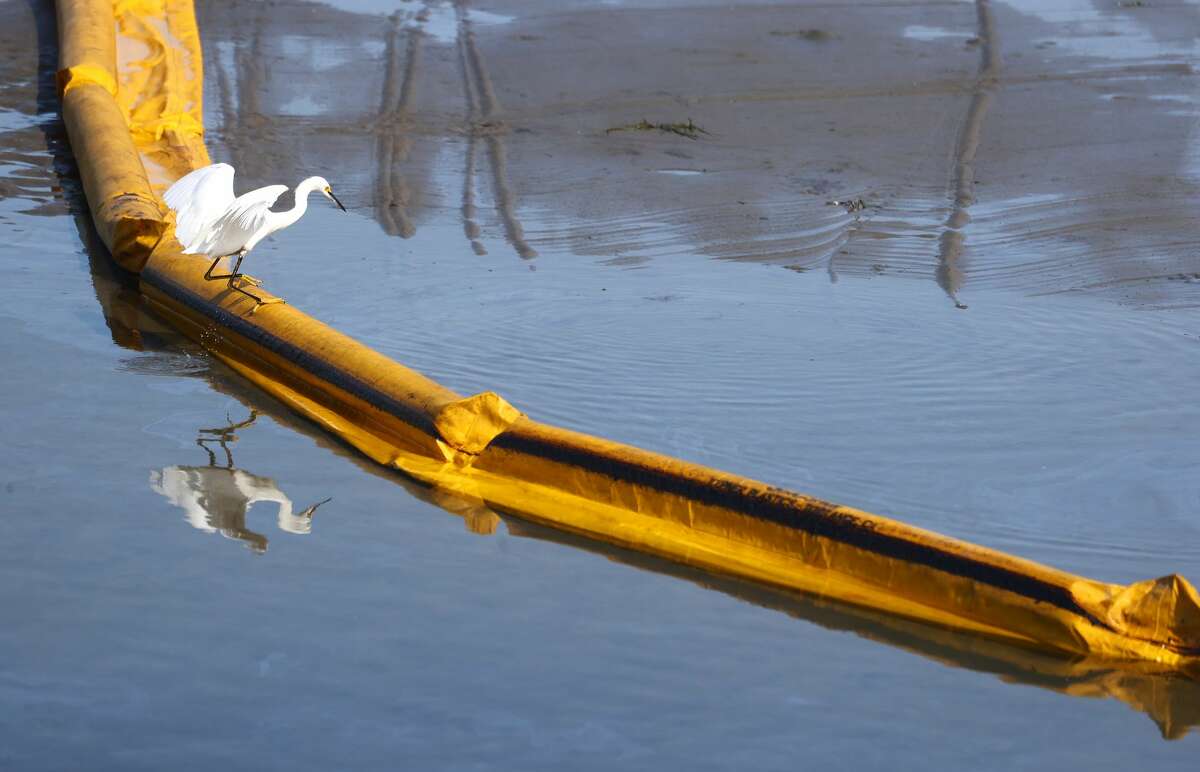A bird balances on a boom, a temporary floating barrier to contain oil that seeped into Talbert Marsh, home to around 90 bird species, after a 126,000-gallon oil spill from an offshore oil platform on Oct. 3, 2021, in Huntington Beach, Calif.