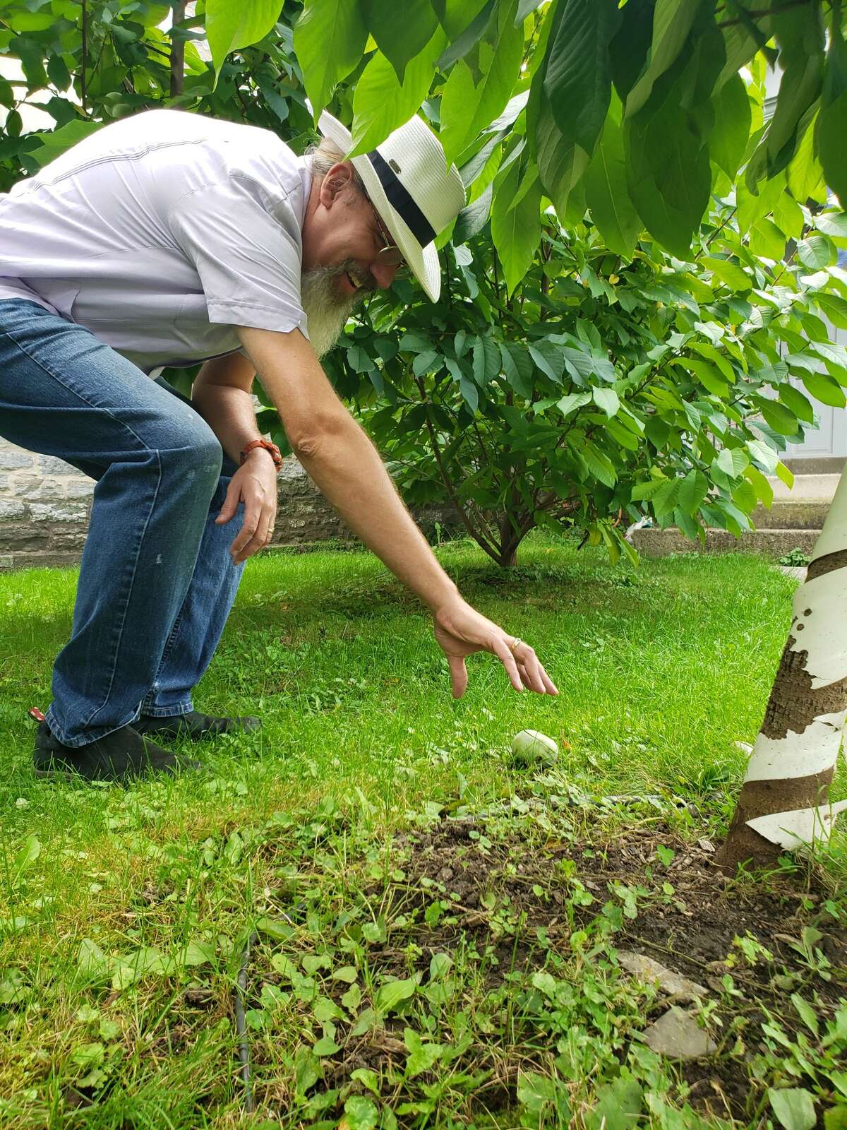 The sixyear journey to growing pawpaws in Canajoharie
